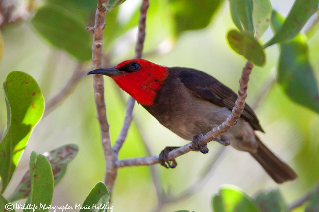 Male Red-headed Honeyeater at the East Point mangrove boardwalk © Marie Holding
